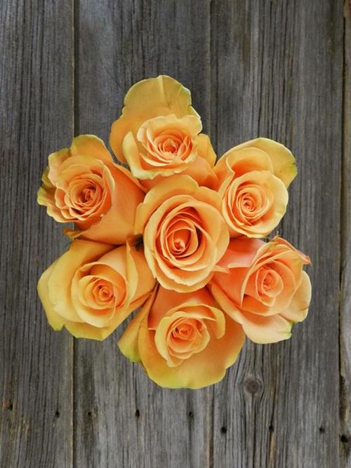 CUMBIA  PEACH ROSES